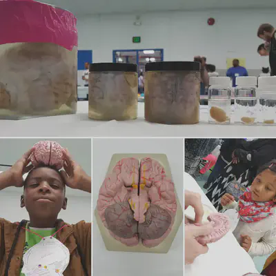 The Young, Well-Preserved and Creative Brains at B'more BrainFest